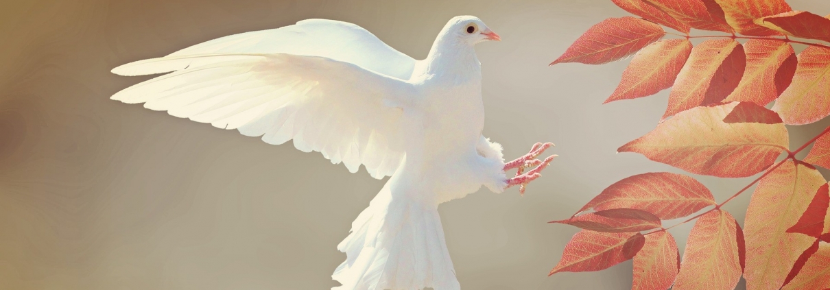A dove representing the Holy Spirit