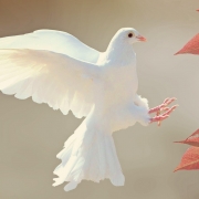 A dove representing the Holy Spirit